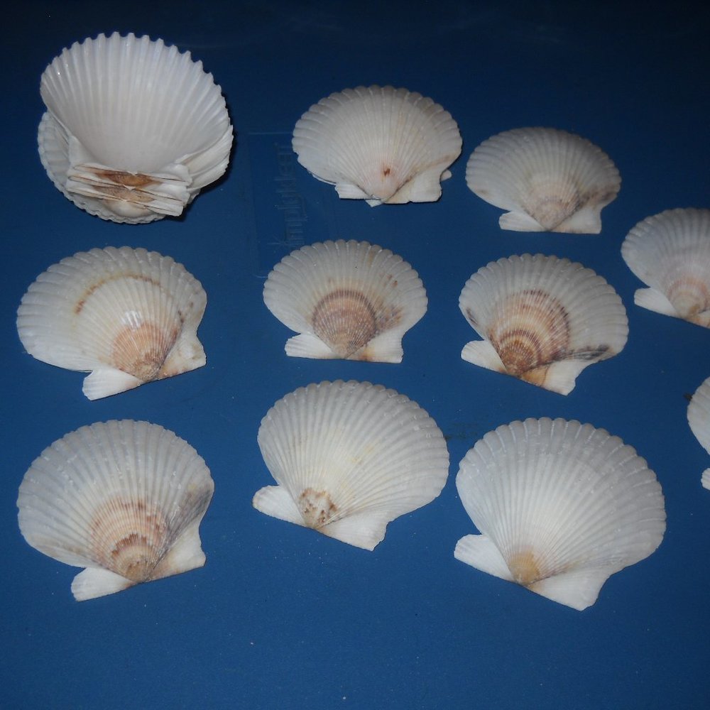 LOT OF SHELLS